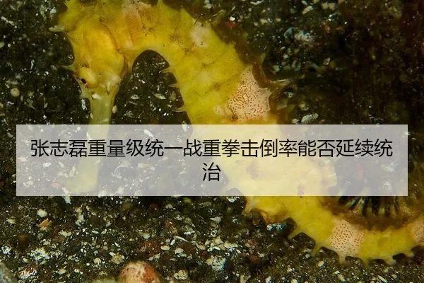 张志磊重量级统一战重拳击倒率能否延续统治